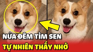 Chiếc Corgi NỬA ĐÊM vào phòng THĂM CÔ CHỦ chỉ vì tự nhiên THẤY NHỚ 😂 | Yêu Lu