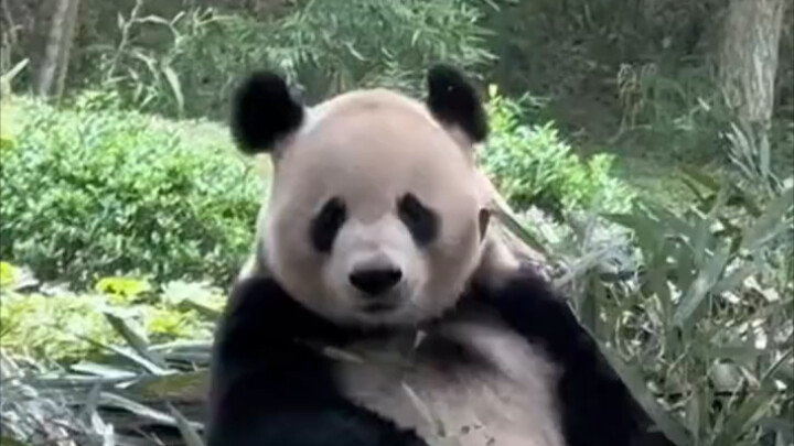Panda raksasa Feifei menjulurkan lidahnya "Lulu Luo Luo" untuk membuat turis tertawa Netizen: Dia me