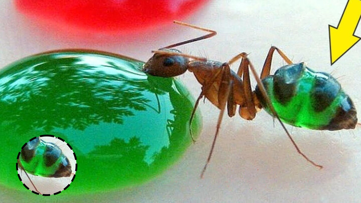 [DIY] Tô màu phần bụng những chú kiến dễ thương