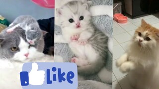 Kompilasi Kucing Lucu, Imut, Ngegemesin