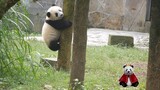 【大熊猫重重】趁lai爸收锅锅，本虫虫又出来锻炼身体跑跑步爬树啦～哼！熊家才不是最重的重重！ᕙ(⇀‸↼‵‵)ᕗ