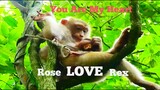 You Are My Heart!!, Baby Monkey Rex​ Full Happiness In Life, Rose LOVE Her Baby Rex​ Very Much