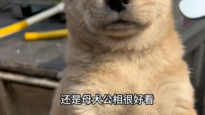 原生态的田园犬你见过吗？儿时的你是否感受过田园犬的忠诚感呢？