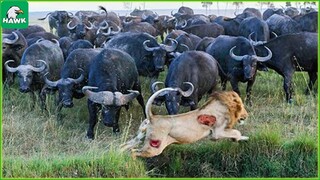 50 Moments Of Lion Near Death......... - Animal Fights| The Hawk
