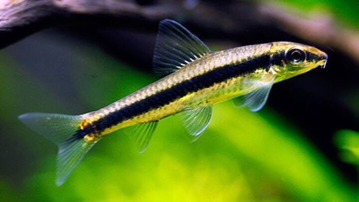 Jenis Ikan Pemakan Alga Di Aquarium