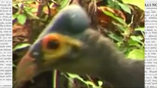 Maleo bird (Macrocephalon maleo)