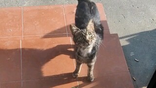 The cat comes to exchange for things every day and keeps guarding her gifts before opening the door.