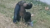A chimp who can smoke in a zoo