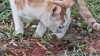 Come and watch Master Cat’s pooping tutorial