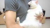 [Thú cưng] Làm thế nào để bế mèo một cách đứng đắn