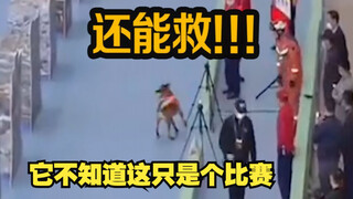 搜救犬杰克并不知道，这次只是比赛