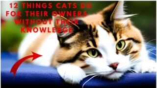 watch documentary film "12 things cats do for their owners without their knowledge"  documentary for