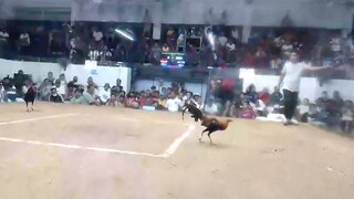 5stag sa ariggay la union rhea 209 gf zkap Llanes