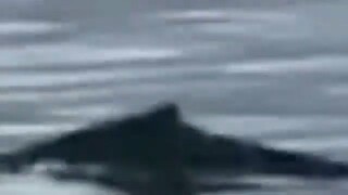 Latest LOCH NESS MONSTER sighting CAUGHT ON TAPE!