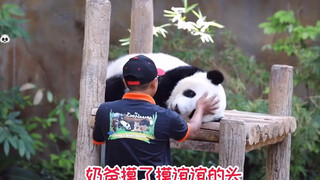 熊猫:谊谊被宠坏了，马来西亚奶爸哄了好久，才把她哄回家