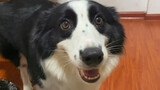 This Border Collie Can Really Understand People!