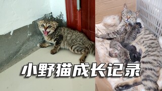 别人劝我丢掉的猫，如今它当妈妈了