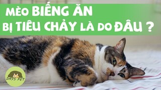 cách trị mèo bị TIÊU CHẢY và BIẾNG ĂN một cách ĐƠN GIẢN NHẤT ???? | Dayspet