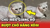 Chú mèo GIANG HỒ với sở thích RƯỢT ĐUỔI chó nhà hàng xóm 😲 | Yêu Lu