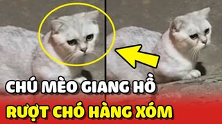 Chú mèo GIANG HỒ với sở thích RƯỢT ĐUỔI chó nhà hàng xóm 😲 | Yêu Lu