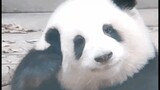 Album foto dekompresi bintang wanita Panda Huahua