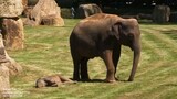 Mother elephant cannot wake up the baby, so she called a breeder