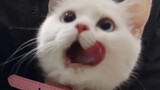 [Remix][Hewan] Kucing adalah hewan paling menggemaskan di dunia