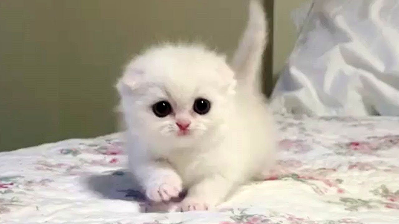 Super Cute Cats | Best Funny Cat Videos | Cute VN - Bilibili