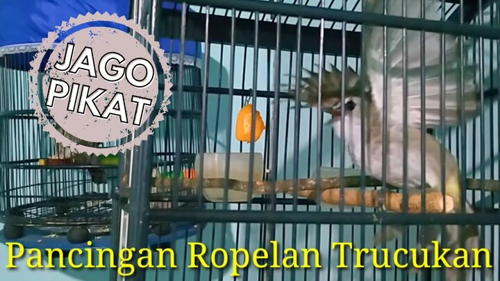 Suara Pancingan Trucuk JAGO PIKAT (MASTERAN JERNIH)