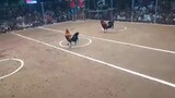 3 cock derby Champion 3rd fight win