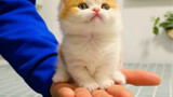 Doctor: You cat can always be lifted up with a slap!