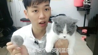 如何去挑选脾气好的猫咪 看过这个视频你就知道了！