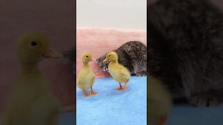 Ducklings Want To Play With The Cat  #shorts #kittens #cats #animals #viral #trending #short