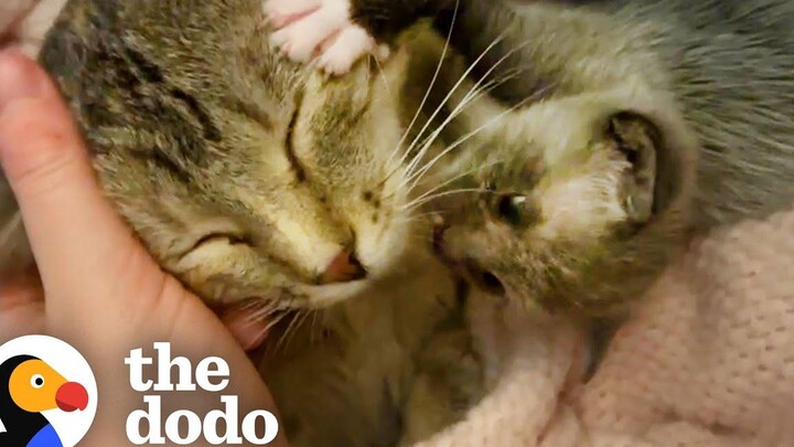 ลูกแมวที่ถูกทอดทิ้งโดยไม่มีบ้านถูกรับเลี้ยงโดยคุณแม่คนพิเศษหนึ่งคน Dodo ตัวน้อย แต่ดุร้าย
