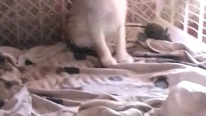 happykitty
