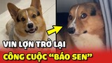 Thanh niên Vin Lợn trở lại cùng công cuộc BÁO SEN của anh ta 😂 | Yêu Lu