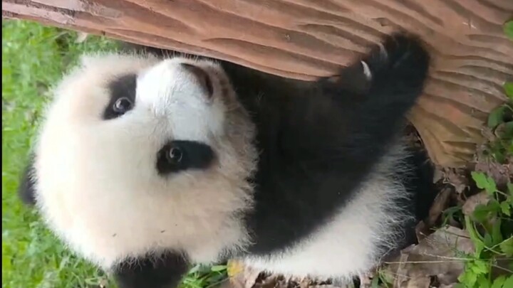 Bayi Panda Belajar Memanjat Pohon! Semoga Berhasil!