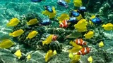 live aquarium app