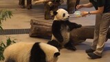 【Panda】Caretaker Feeding Pandas