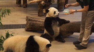饲养员和熊猫玩起了投食play