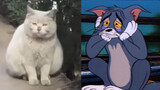 Tom and Jerry, tidak menipuku. [Seri kelima]