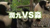 [Hewan]Pertarungan Panda: Jiujiu Vs Miaomiao