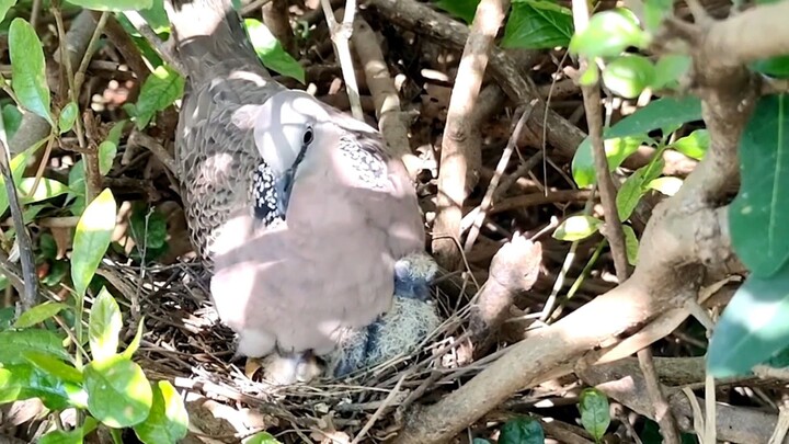 Rupanya beginilah cara indukan burung tekukur meloloh anaknya