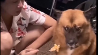 Anjing: Nenek, aku benar-benar tidak bisa makan lagi!