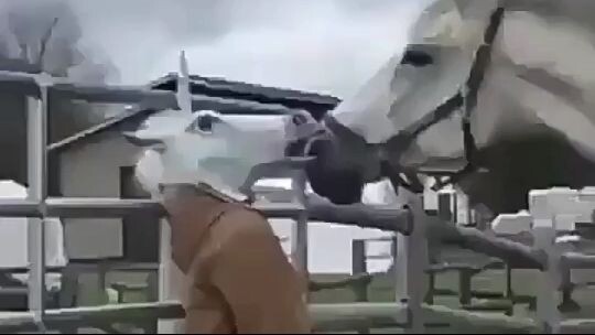 donkey fool don't try to laugh #short