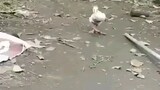 Amazing Duck walk in Pageantry 🦆