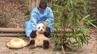 [Gấu Trúc] Hòa Hoa bất cẩn ngã khỏi cây, bố nuôi đến cưng nựng