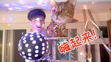 把猫窝改成迪厅，猫：我就是蹦迪王！