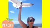 Birds VS People 😂 | Funny Bird Videos