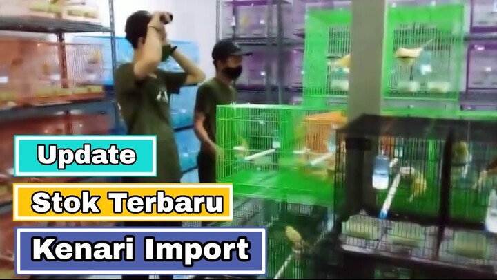 Bandar Kenari import | Update Stock Terbaru